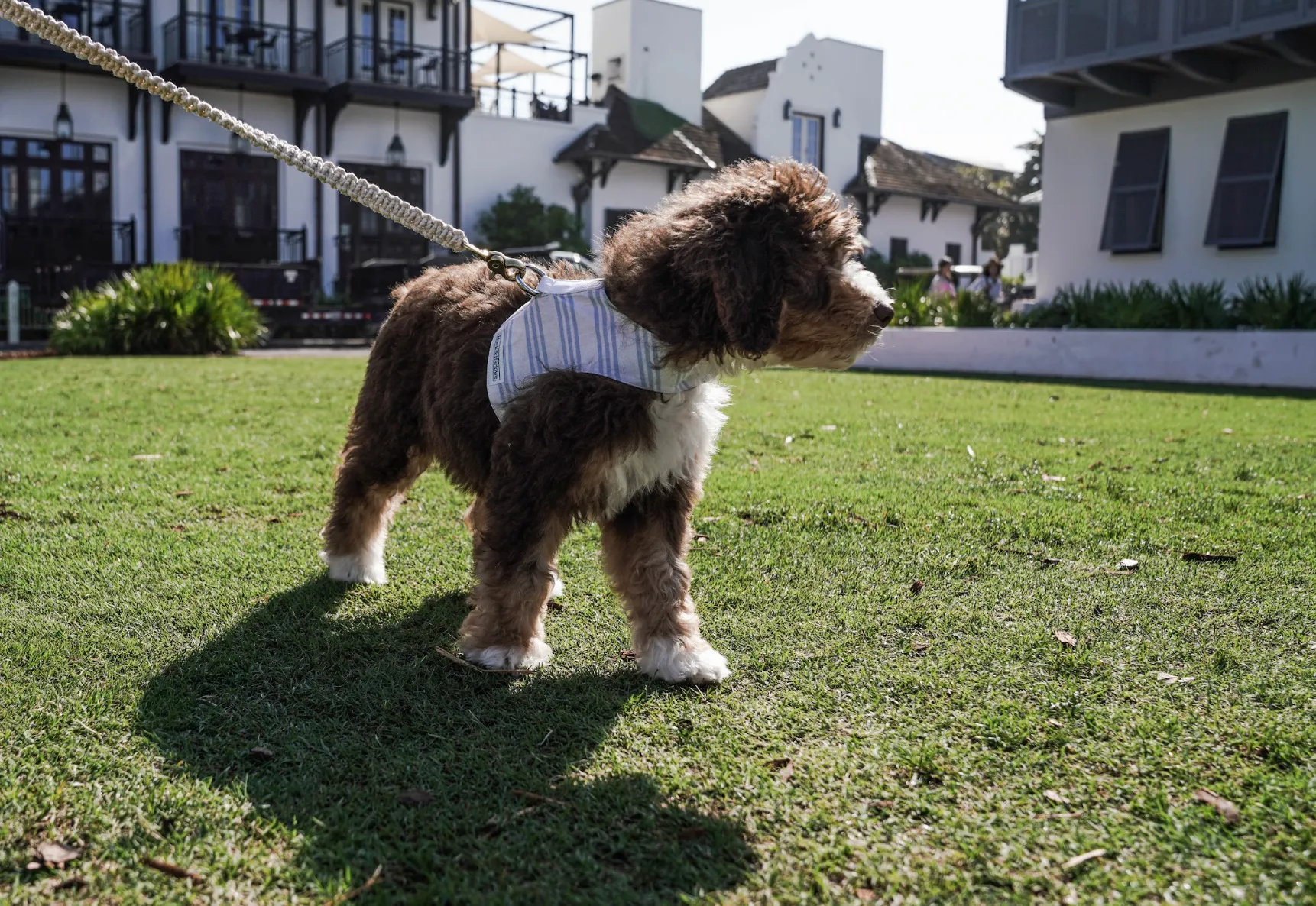 LOVE Vest Harness